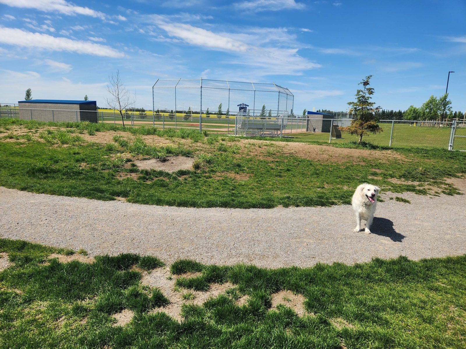 Off-leash dog park beside the ball diamonds at Beaumont's west recreation site